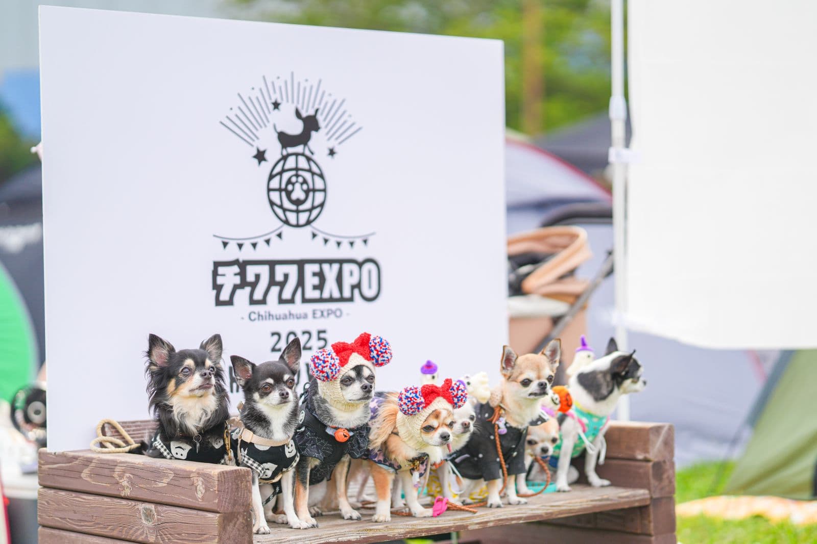 チワワEXPO 2026 AUTUMN meets イーノの森Dog Garden / 2025年秋の開催写真