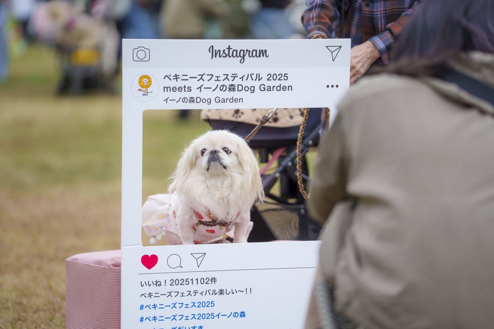 ペキニーズフェスティバル 2026 HALLOWEEN meets イーノの森Dog Garden / 2025年秋の開催写真