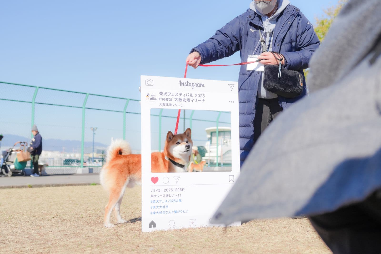 柴犬フェスティバル 2026 AUTUMN meets 大阪北港マリーナ / 2025年秋の開催写真