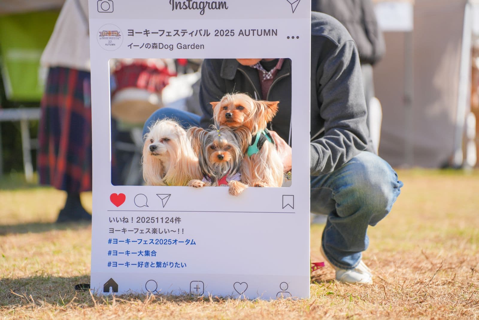 ヨーキーフェスティバル 2026 AUTUMN meets イーノの森Dog Garden / 2025年秋の開催写真